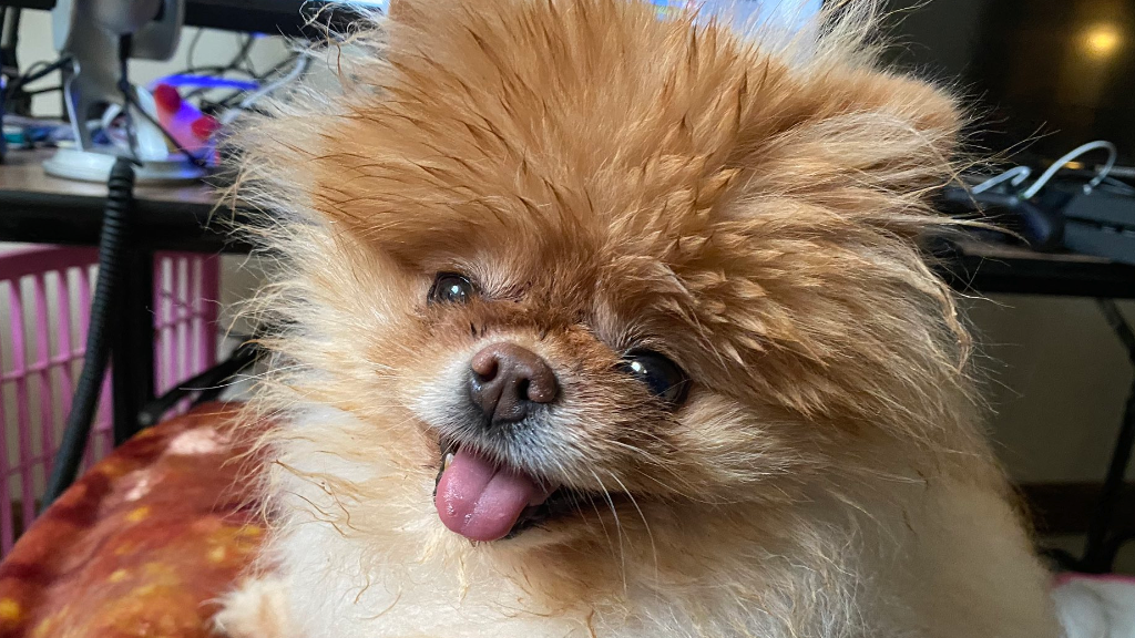 Lola - Doing it for ShackNews Lola - Doing it for ShackNews